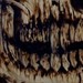 tattoo galleries/ - Skull Wood Burn - 41369